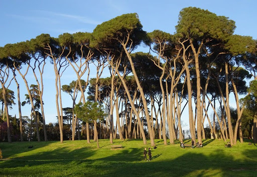 La rottamazione dei pini centenari di Roma